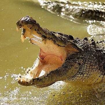 alligator